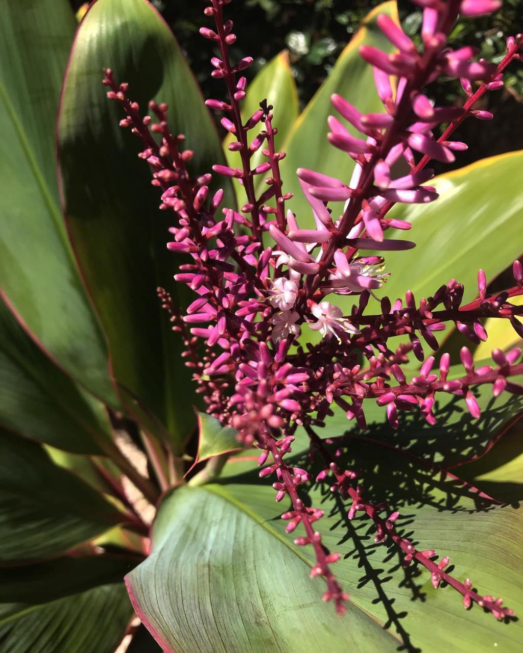 Вилла Maui Garden Oasis Лахайна Экстерьер фото